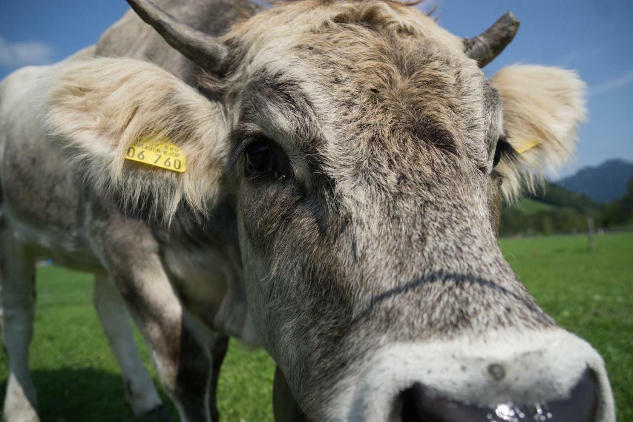 Geigers Ferienhaus Tiefenbach bei Oberstdorf Buitenkant foto